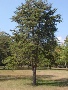 Virginia pine tree in landscape